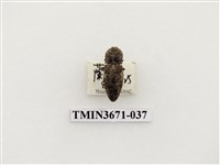 藏品(叩頭蟲(2))的圖片